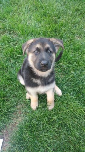 Aida as a puppy